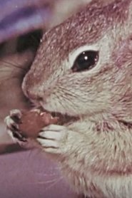 Poster Squeak the Squirrel 1957
