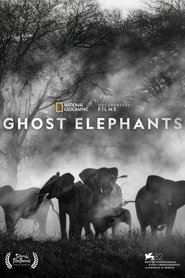 Poster Ghost Elephants 
