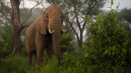 Episode 1: The Elephant