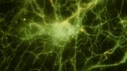 What Is Mold and Why Does It Love Bread?