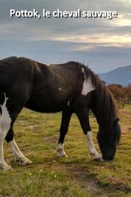 Pottok, le cheval sauvage streaming