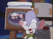 Pinky and the Brain - Episode 3x29