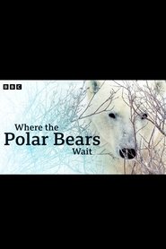 Where the Polar Bears Wait (2024)