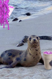 i <3 seals