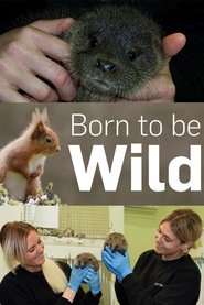 Born to Be Wild Episode Rating Graph poster