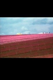 Flower Fields Poster