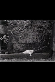 Poster for Director's Cat