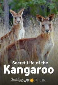 Secret Life of the Kangaroo постер