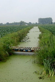 Return to the Brouck: The Fenland, 40 Years On
