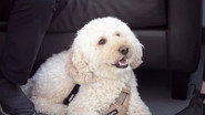 Dog with a Mystery Fever