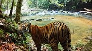 Tigers