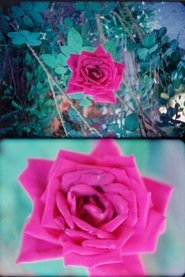 Poster Rose 2013