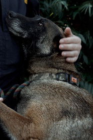 Service dogs and their people (2022)