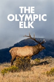 Poster The Olympic Elk