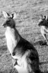 Poster Kangaroos 1953