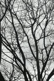 Tree Limbs 2025 Бесплатан неограничен приступ