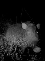 Poster Camera Trap 2019