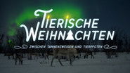 Tierische Weihnachten - Zwischen Tannenzweigen und Tierpfoten