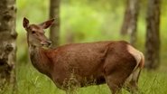 If I Were a Fawn