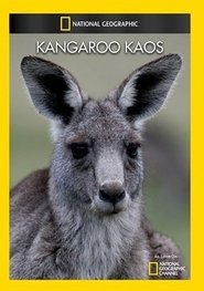 Poster National Geographic: Kangaroo Kaos 1970