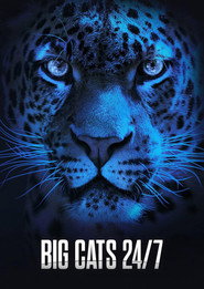 Big Cats 24/7 постер