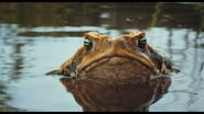 Cane Toads: The Conquest en streaming