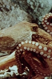 The Love Life of an Octopus постер