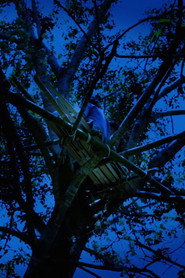 Forest Spirit
