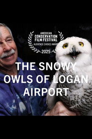 The Snowy Owls of Logan Airport (2024)
