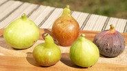FIG