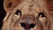 Clarence, The Cross-Eyed Lion