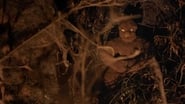 Tumbbad en streaming