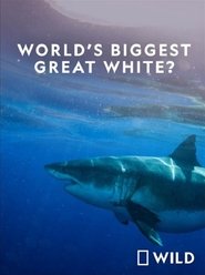 National Geographic: Worlds Biggest Great White Shark 2019