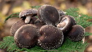 SHIITAKE