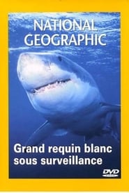 National Geographic : Grand requin blanc sous surveillance