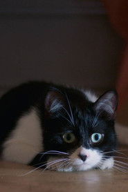 J'ai tué votre chat