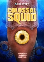 Colossal Squid streaming