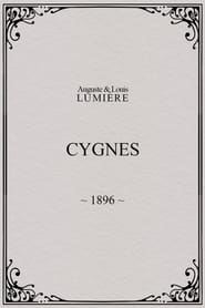 Poster Cygnes