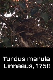 Poster Turdus merula Linnaeus, 1758 2020