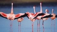 Disneynature: The Crimson Wing - Mystery of the Flamingos
