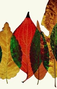 Poster Sans Chlorophyll 2017