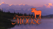 Magnificent as a Moose