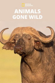Animals Gone Wild постер