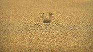 The mosquito of the caribbean