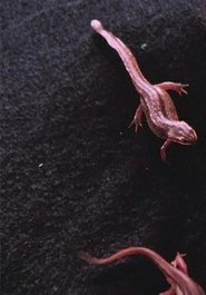 Poster Newt Pauses 2016