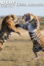 Caught In The Act: Tiger Showdown