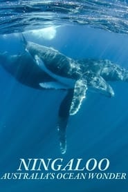 Ningaloo: Az ausztrál óceán csodája