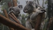Koala-palooza