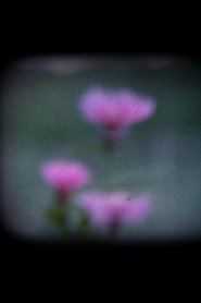 I Fiori Blu 1970 Бесплатан неограничен приступ