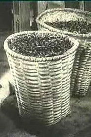 Чай Али Чахвадзе